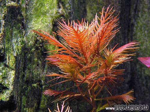 LÔNG CHIM ĐỎ -Mermaid weed - Proserpinaca palustris(cuba)